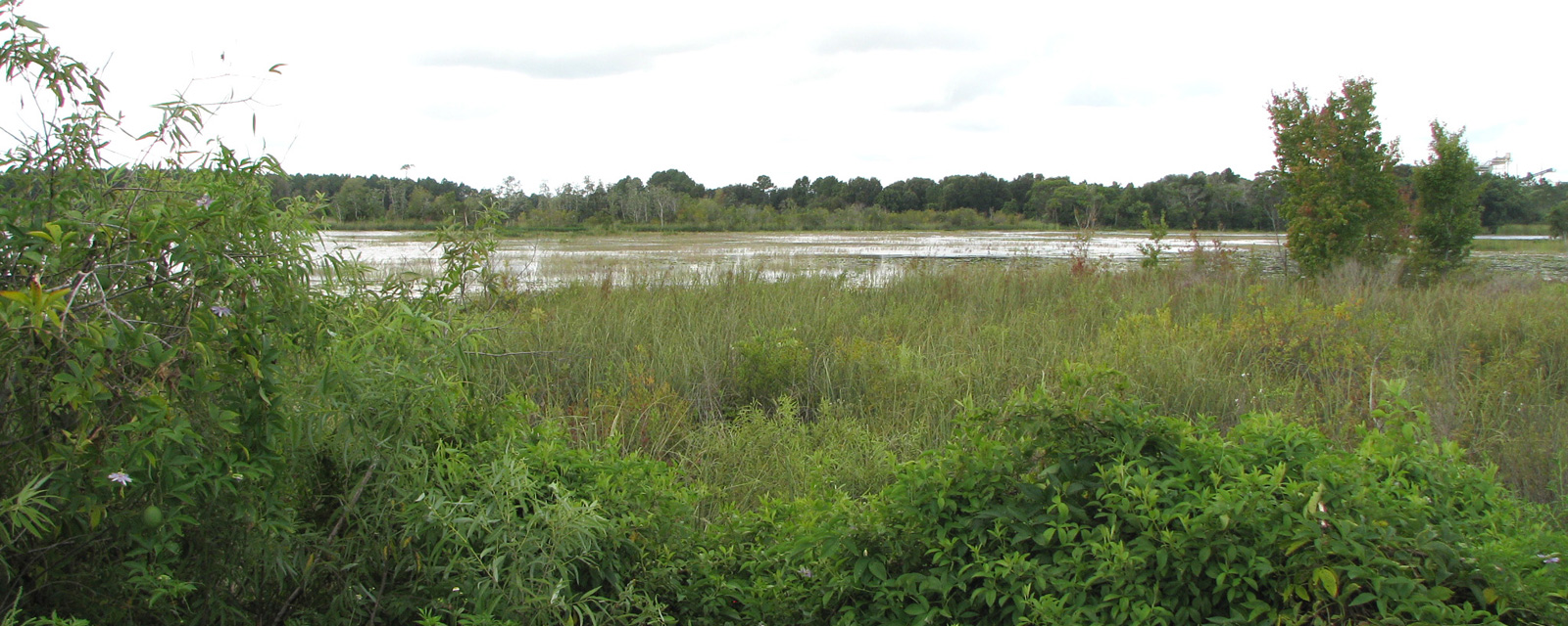 Lake Hart Wetlands