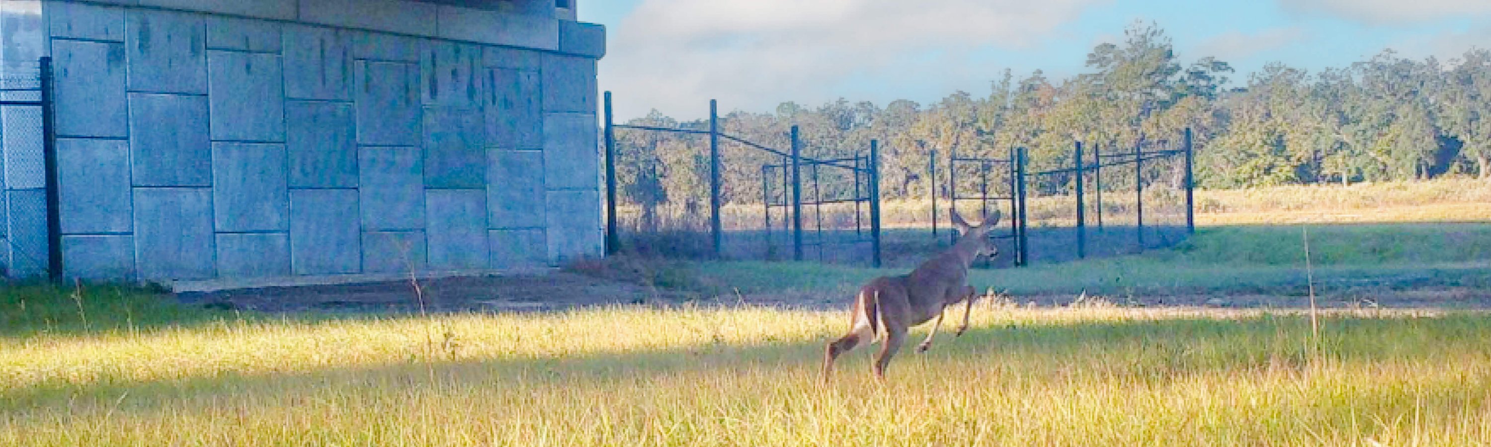 DRMP Teams Up with the University of Central Florida to Study Wildlife Crossings 