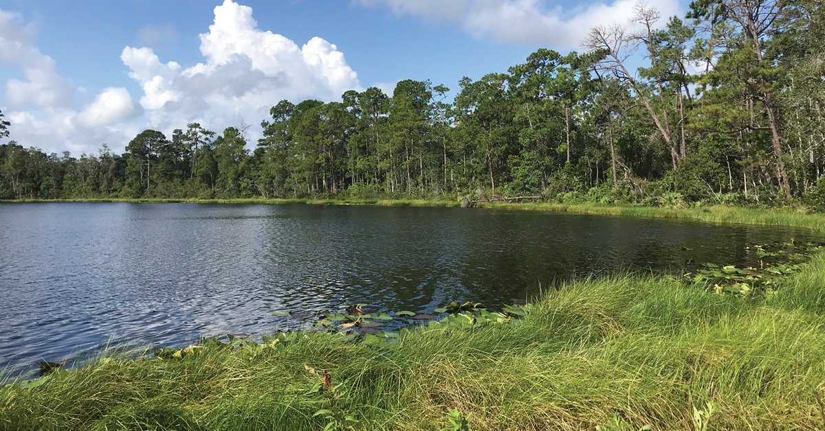 DRMP’s Environmental Services Help Guide the Future of DeLand's Lake Moore Conservation Area