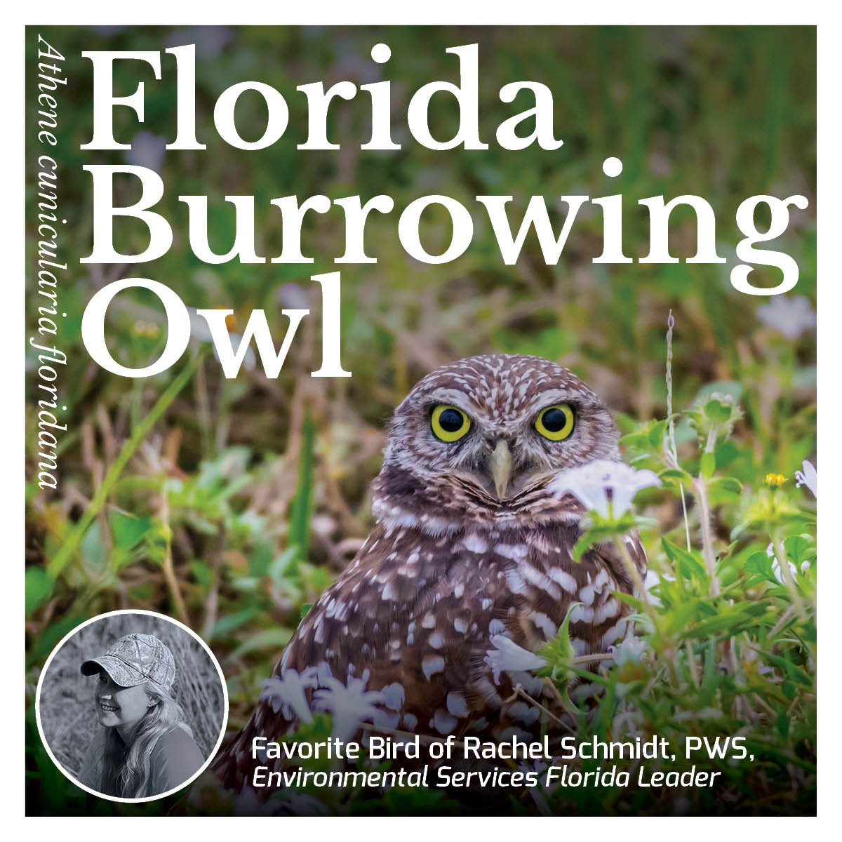 Florida Burrowing Owl