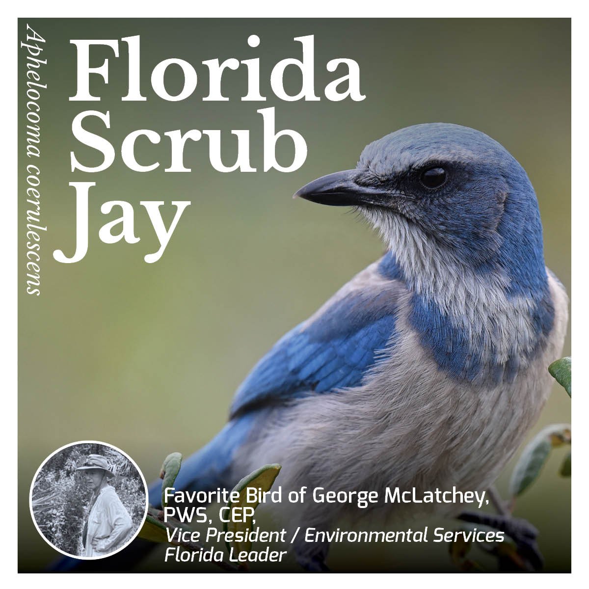 Florida Scrub Jay