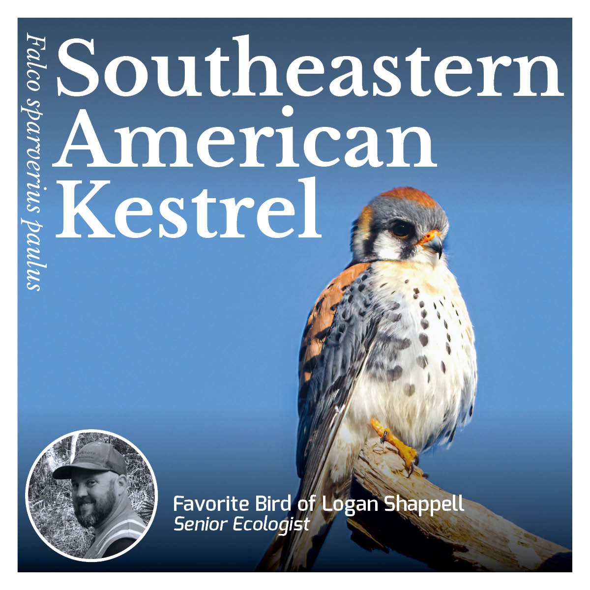 Southeastern American Kestrel