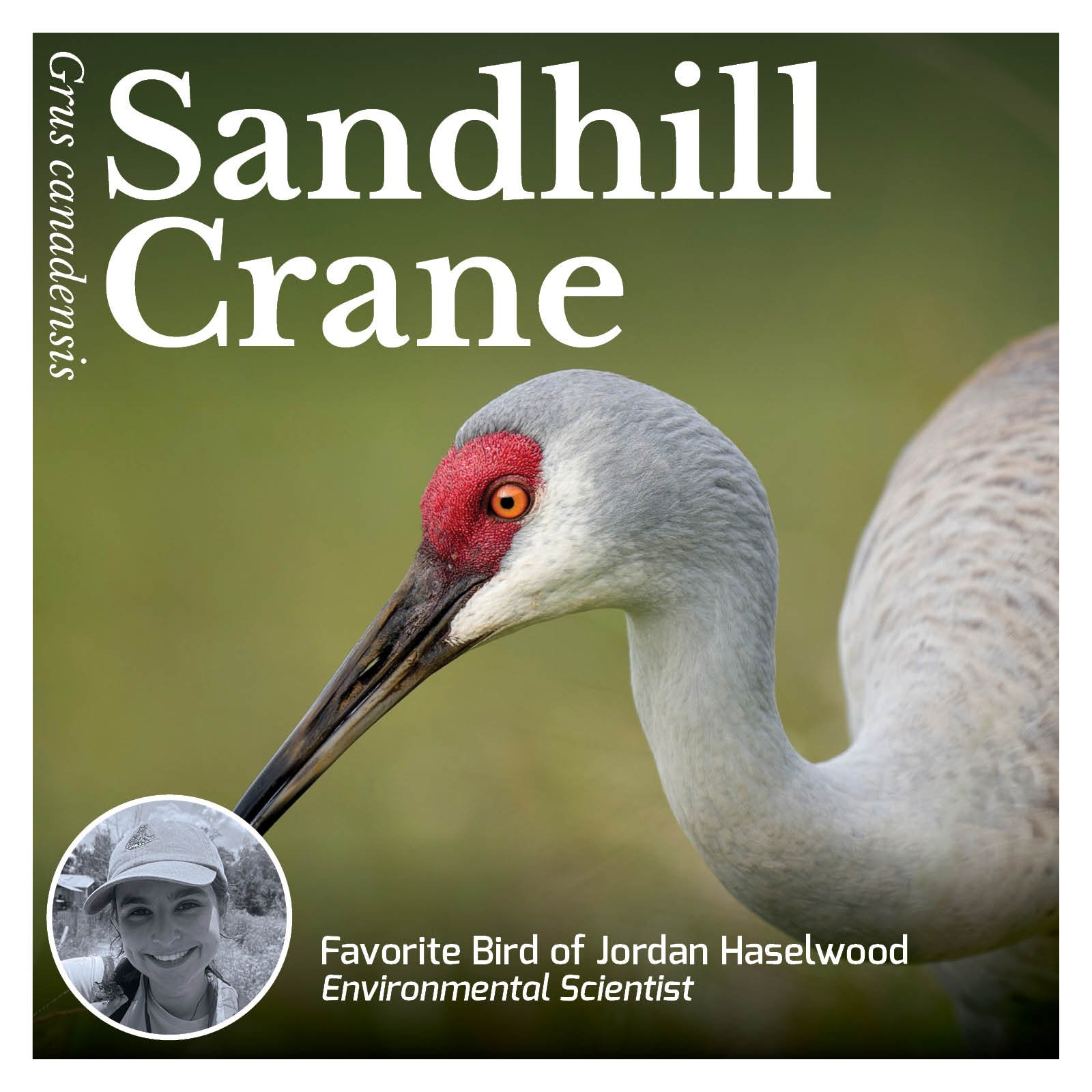 Sandhill Crane