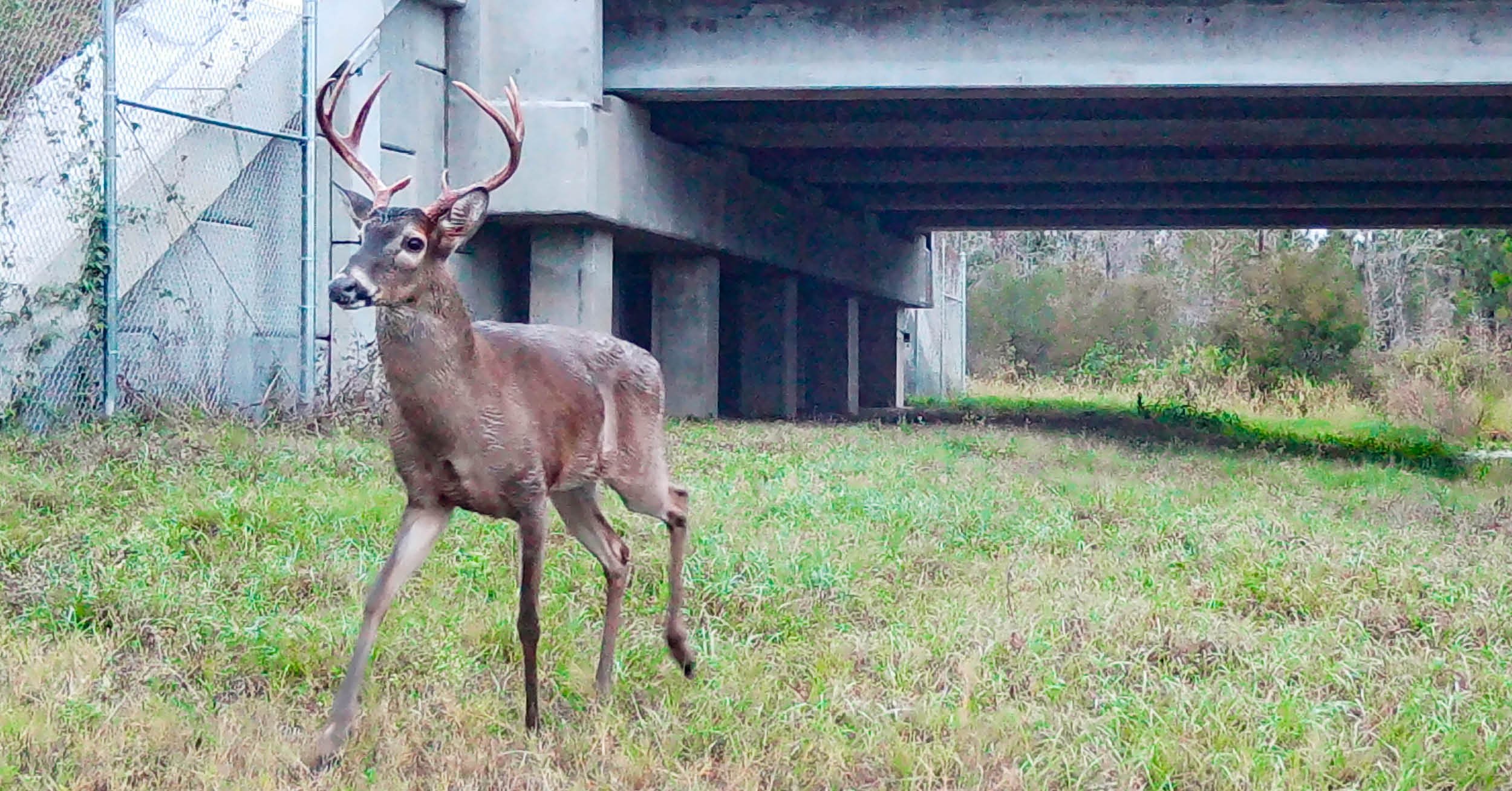 DRMP’s Wildlife Crossing Expertise Protects Florida’s Ecosystems, Public Safety, and Endangered Species
