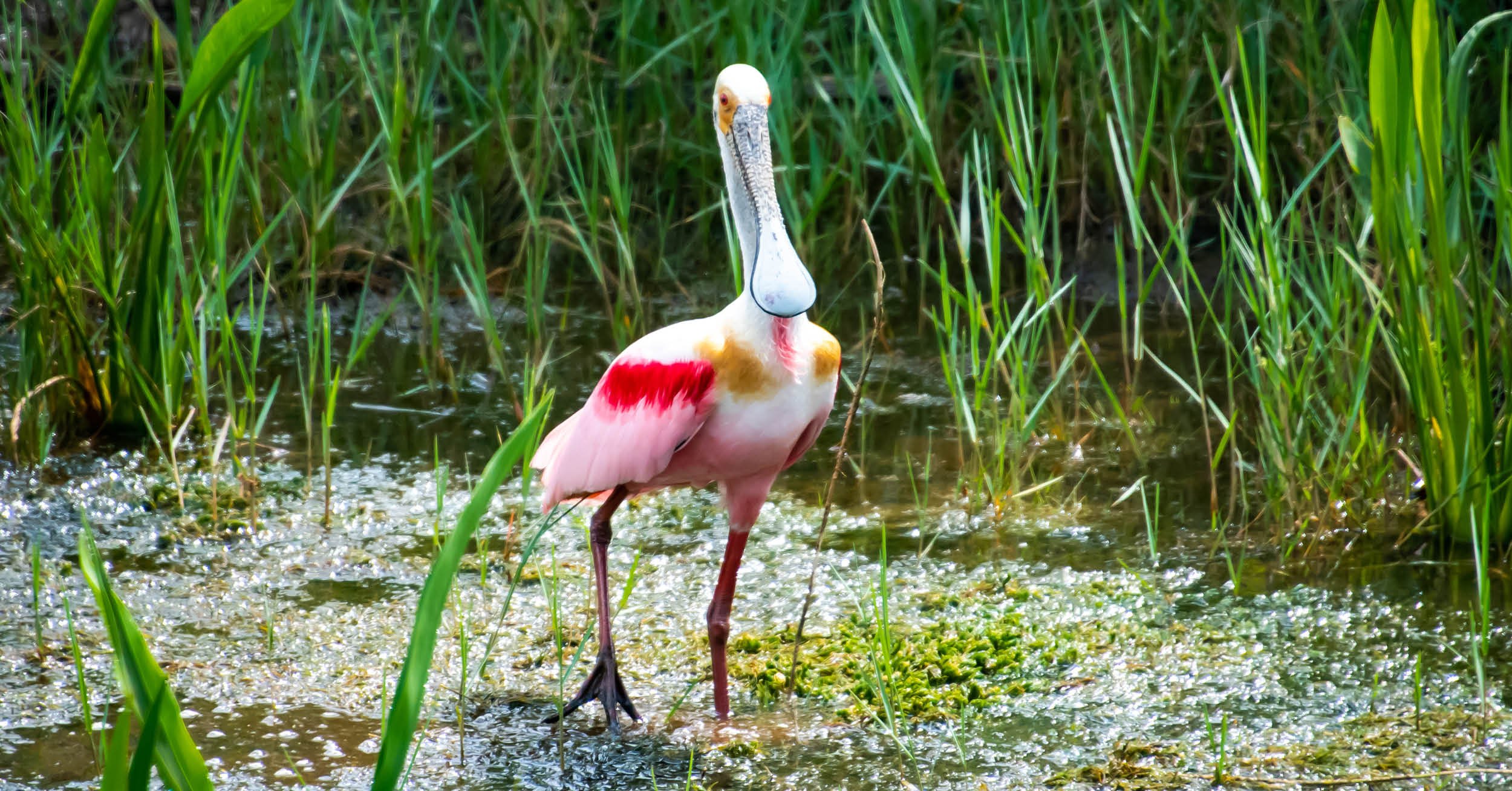 Protecting Wetlands for Cape Canaveral Space Force’s Range of the Future Project 