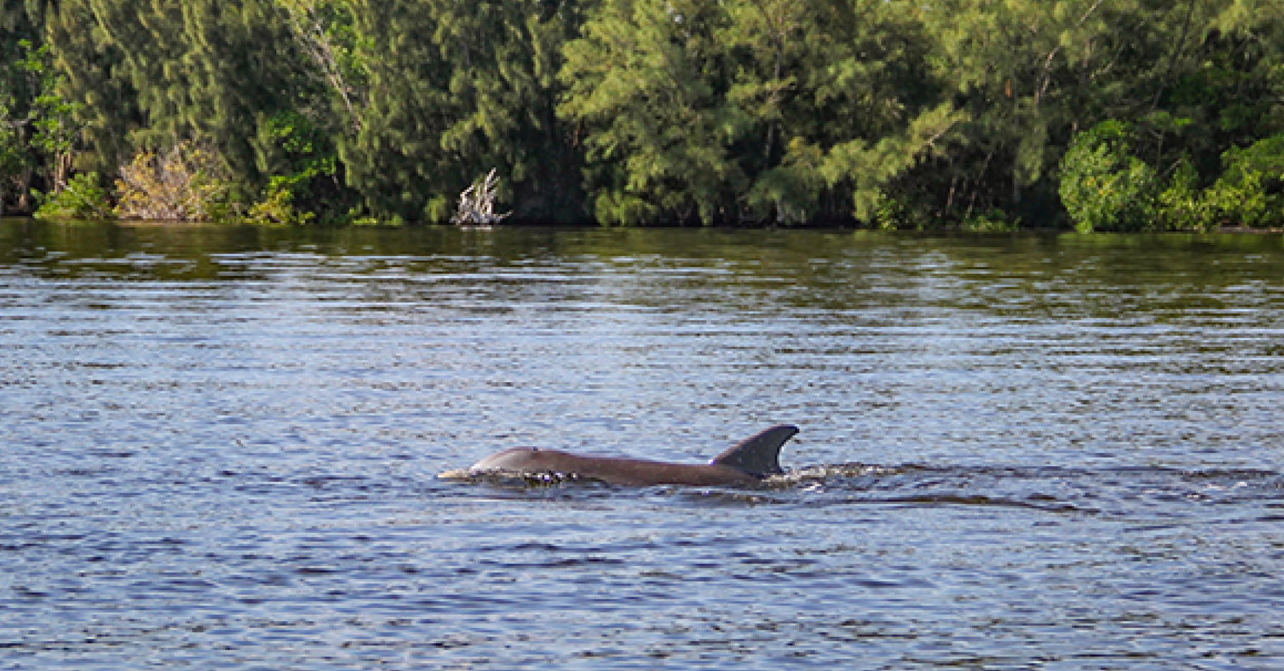 Restoring the Indian River Lagoon with Advanced Stormwater Treatment